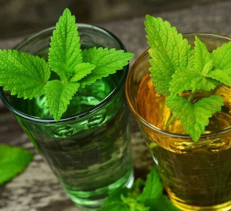 Lemon Balm Seeds 500 Pack - Organic Melissa officinalis Herb for Gardening