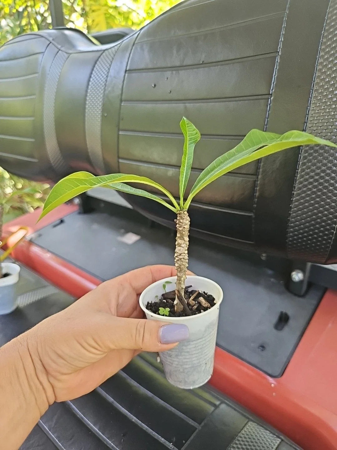 Rooted Bridal Bouquet Plumeria Live Plant – Frangipani White Flowers, Tropical Frangipani (Plumeria pudica)