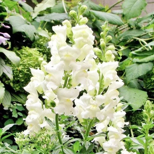 Snapdragon Seeds - 500 Non-GMO White Snowflake Variety - Antirrhinum majus for Spring-Fall Blooms, Garden Beds & Containers