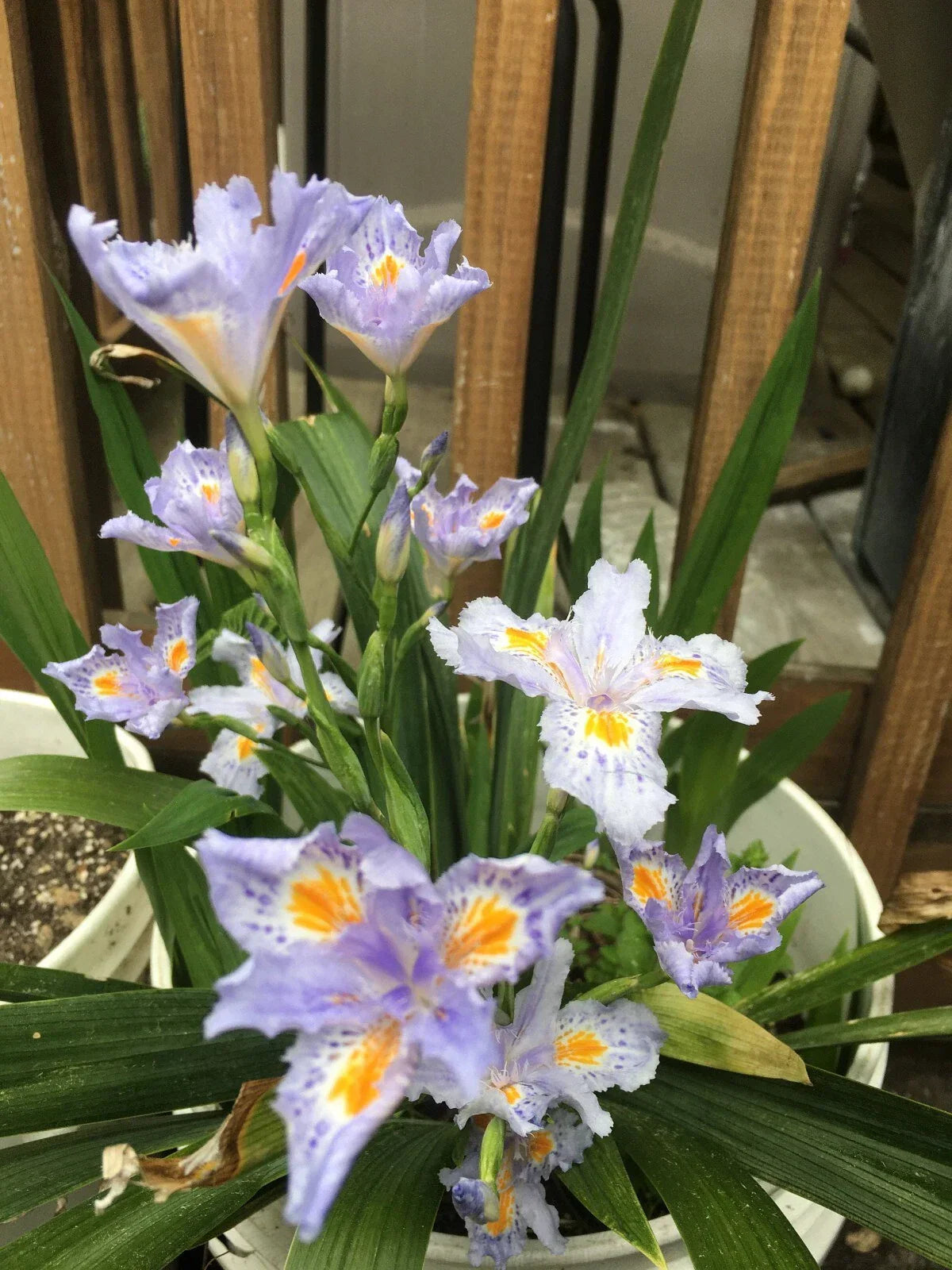 Heirloom Iris Plants 4-Pack - Purple Fringed Iris Eco Easter Neoregalia spp.