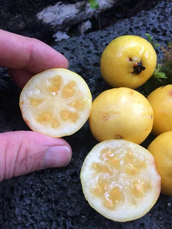 50 Yellow Lemon Guava Seeds - Psidium littorale - Sweet Tropical Fruit for Home Gardening