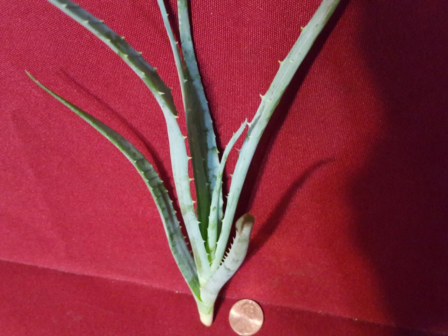 Blue Elf Aloe Live Plant Cutting 6-8 Inch | Aloe 'Blue Elf' Succulent