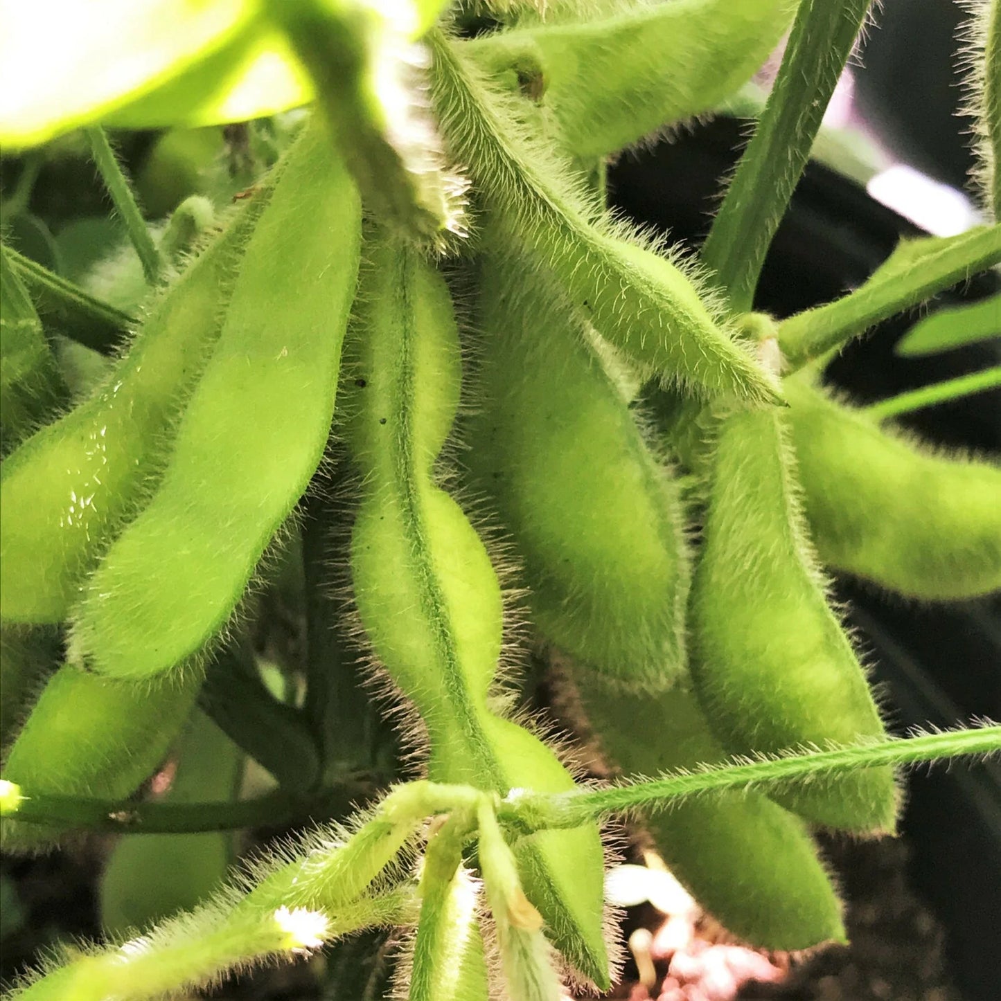 Bulk Midori Giant Edamame Soybean Seeds | Glycine max | Asian Vegetable, Non-GMO, Full Sun, 80 Days Harvest
