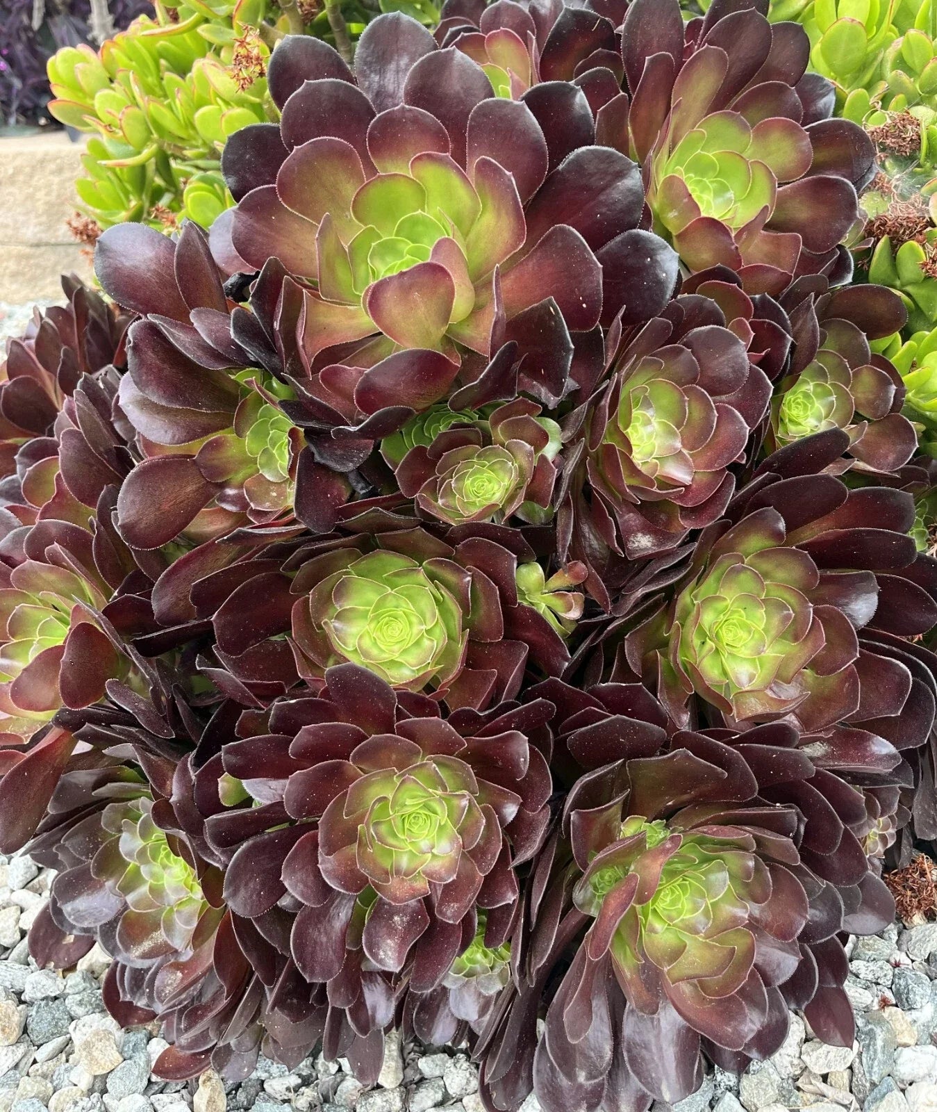 Black Rose Succulent Cuttings | Aeonium arboreum 'Zwartkop' | Drought-Tolerant Indoor/Outdoor Plant