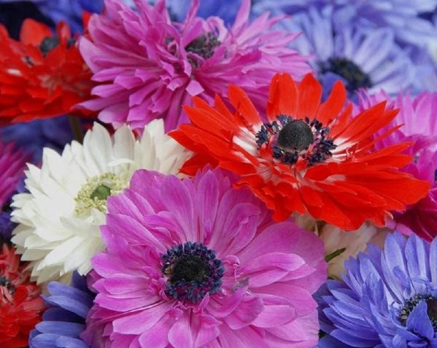Anemone Flower Bulbs - 15 Mixed Colors, Semi-Double Petals, Anemone coronaria, Garden, Border, Cut Flower