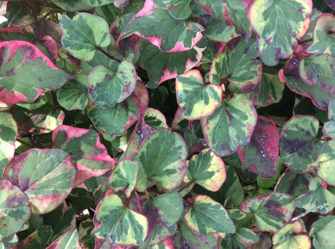 Houttuynia Cordata Fish Mint Charmeleon Bare Root Plants – Aquatic Perennial Ground Cover for Ponds, Water Gardens, Borders