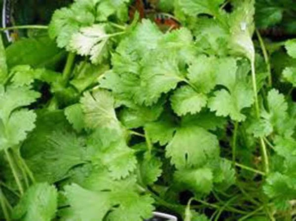 Cilantro Seeds, 50 Non-GMO Slow Bolt Heirloom Coriandrum sativum Herb Seeds for Culinary Use