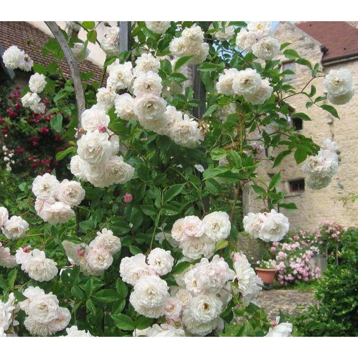 Sombrueil Climbing Rose Bush Plant Cuttings - 4 Fragrant Rosa 'Sombrueil' Cuttings