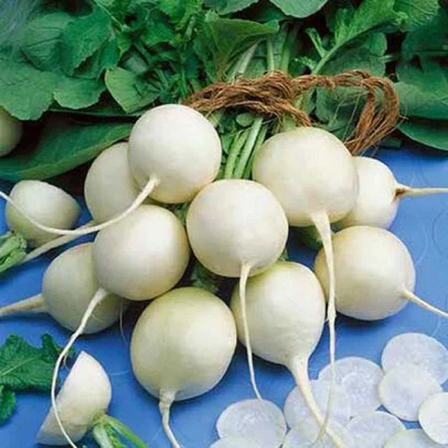 Philadelphia White Box Radish Seeds - Non-GMO Raphanus sativus for Home Gardening, Crisp White Radishes, Pack of 100+ Seeds