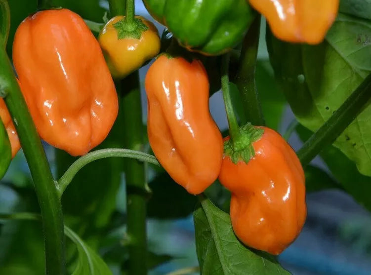 Orange Habanero Hot Pepper Seeds – Non-GMO, Capsicum chinense, 50+ Seeds for Spicy Mexican Salsa & Garden Growth