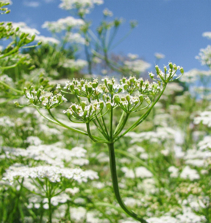 Cumin Seeds | Non-GMO Cuminum cyminum | Fresh Herb Garden Seeds