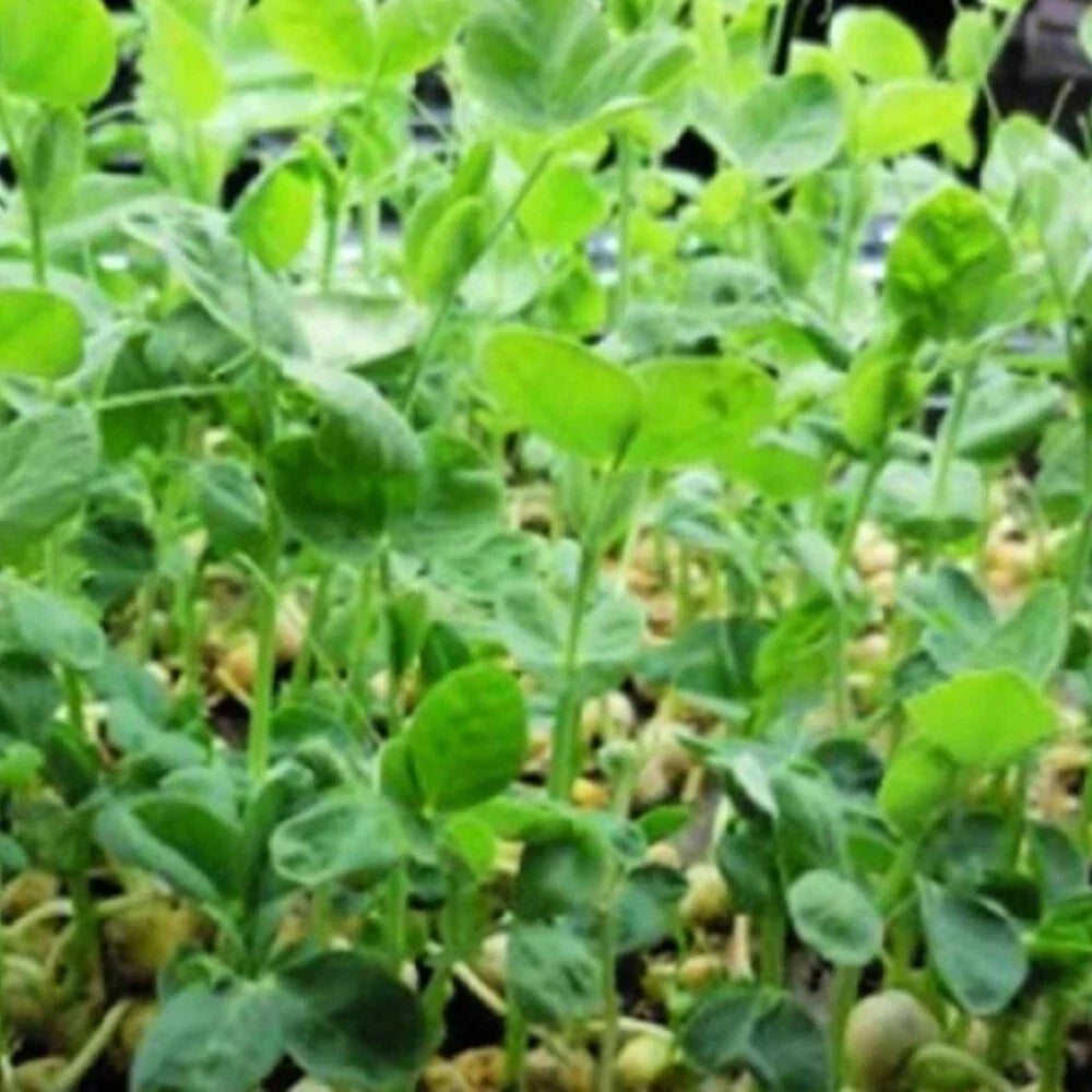 Speckled Pea Seeds | NON-GMO Heirloom Pisum sativum | Fresh Garden Seeds