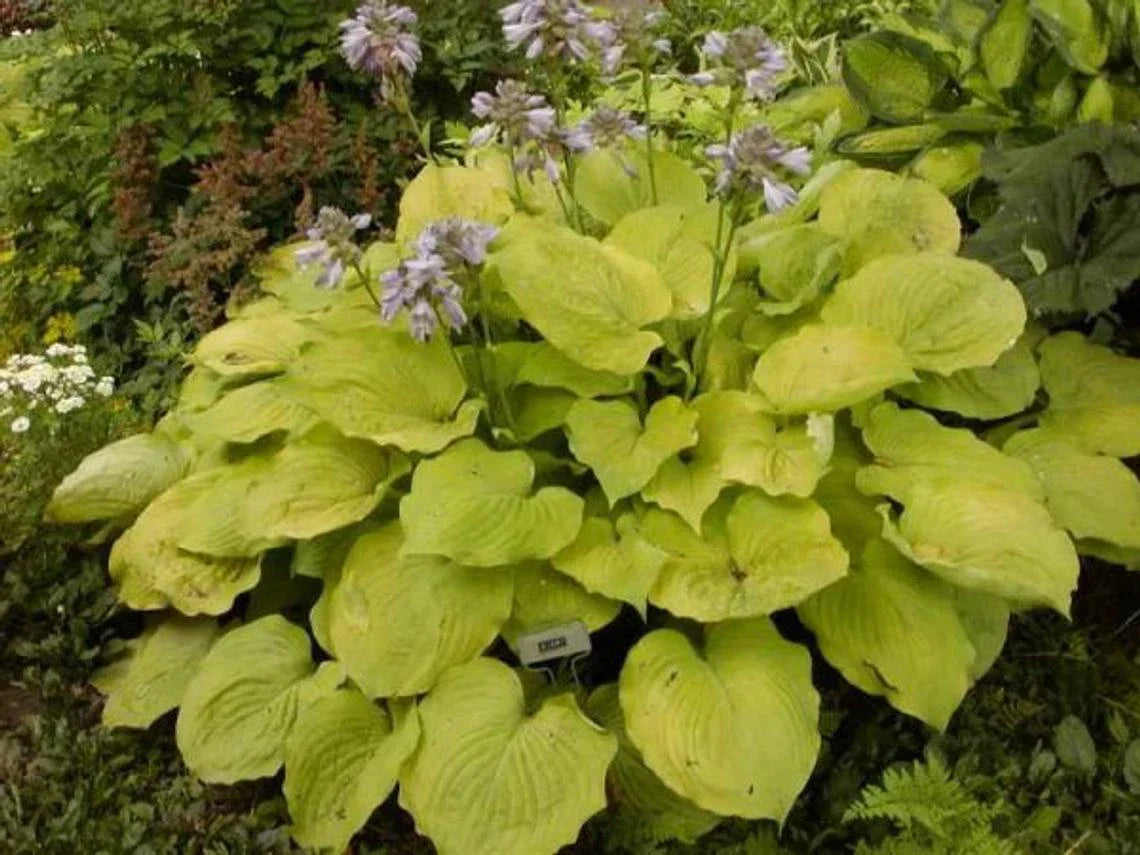 Large Golden Hosta Plant - 3+ Years Old, Full Rooted, Hosta sieboldiana 'Aureomarginata'