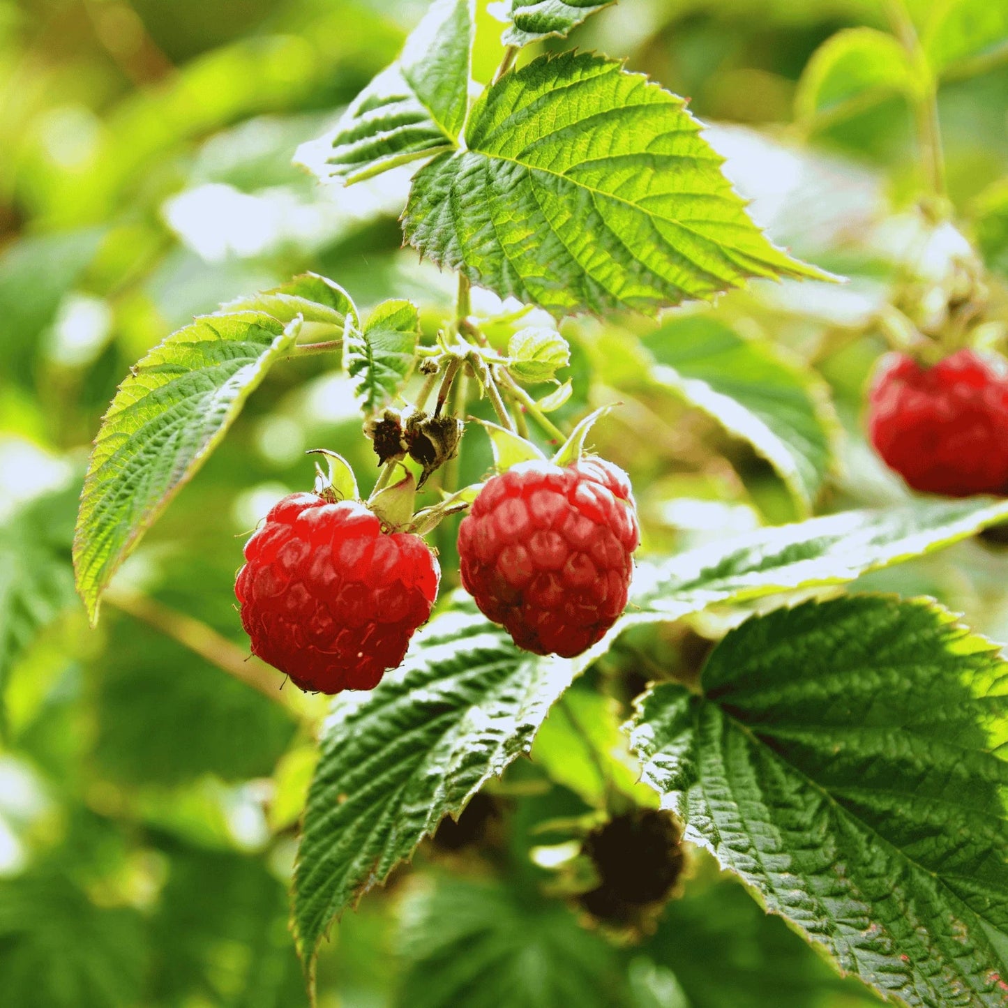 Polana Raspberry Canes Bare Root 1-Year-Old Rubus idaeus 'Polana' Berry Cane for Home Garden