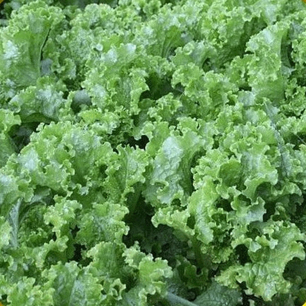 Green Ice Lettuce Seeds – Non-GMO Lactuca sativa, Loose-Leaf, Fast-Growing, Salad Greens, Garden & Container Planting