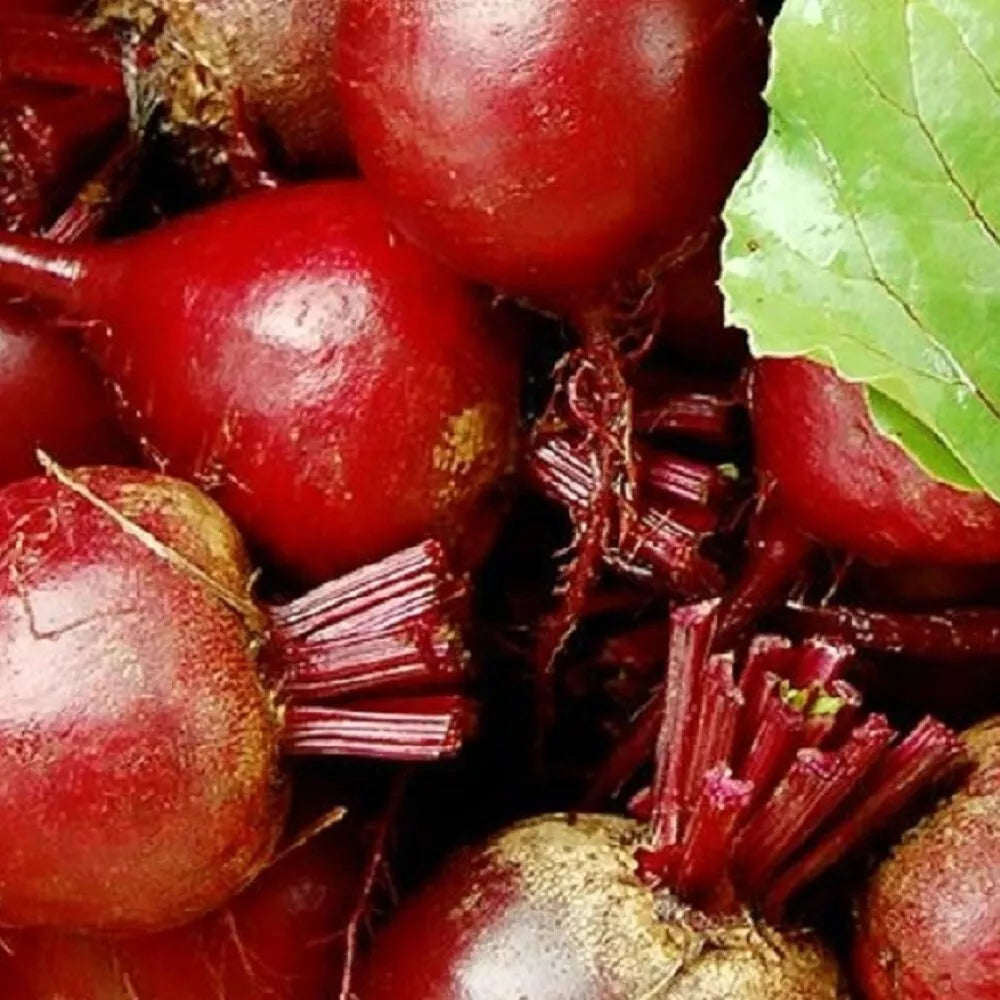 Dark Red Detroit Beet Seeds | NON-GMO Heirloom Vegetable Seeds | Beta vulgaris