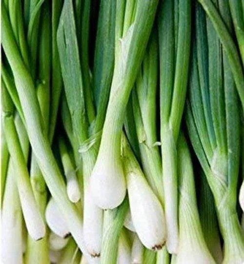 Green Tokyo Bunching Onion Seeds | Allium fistulosum | Heirloom Variety | 150+ Seeds for Container & Garden Cultivation