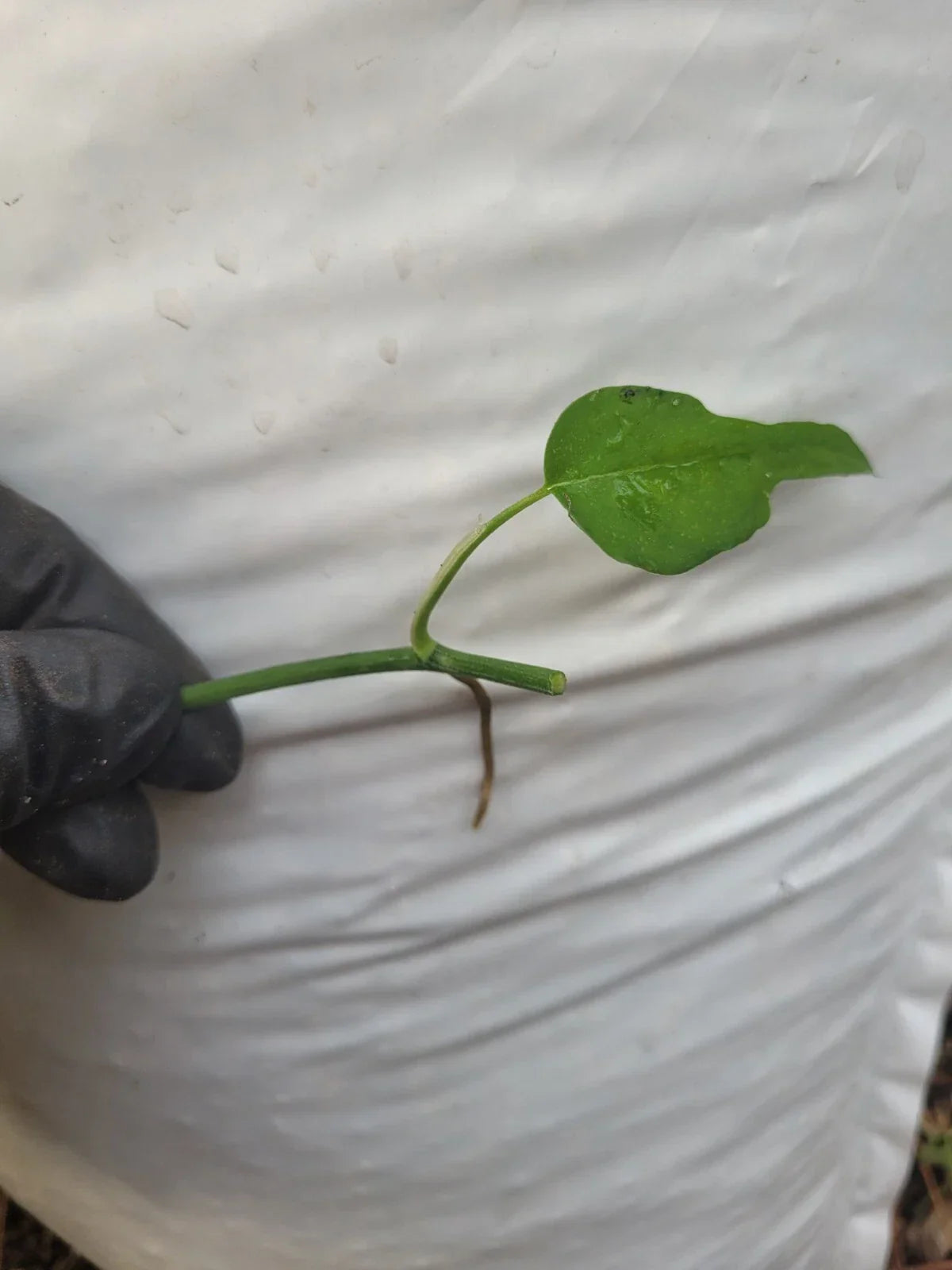 Epipremnum Pinnatum Skeleton Key Plant Cutting - Fresh One Node Rare Indoor Houseplant