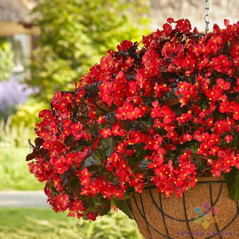 Hula Red Begonia Seeds – 25+ Pack, Vibrant Red Foliage & Blooms, Begonia x tuberhybrida, Garden & Container Planting