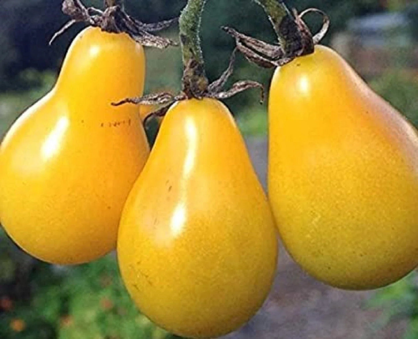 Yellow Pear Tomato Seeds – Non-GMO, Heirloom Solanum lycopersicum, 200 Seeds for Salads & Cooking