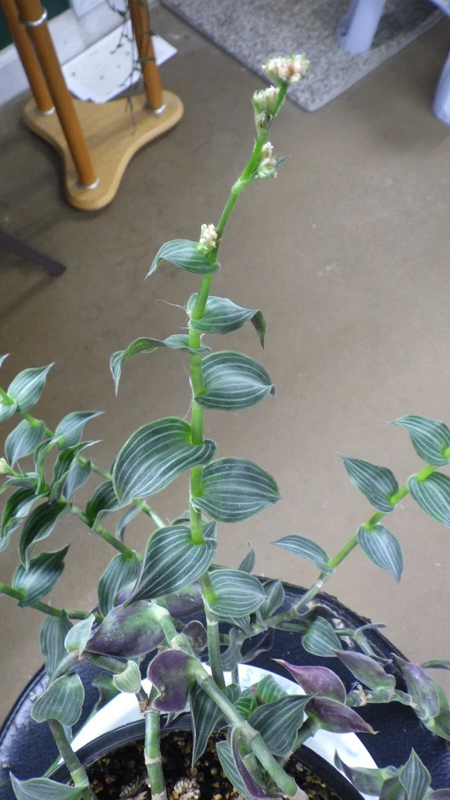 Wandering Jew Cuttings - C. Gentlei Elegans 'Puppy Ears' House Plant Clippings for Indoor Gardening