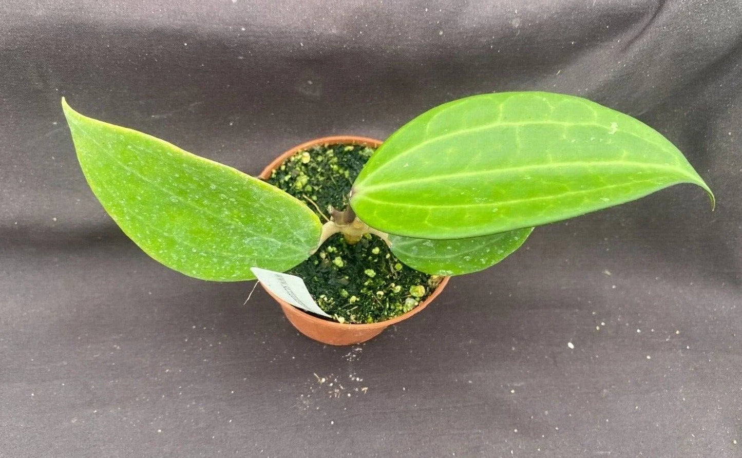 Rare Hoya polystachya Rooted Plant in 2.5" Pot, Indoor Vining Houseplant with Fragrant Star-Shaped Flowers