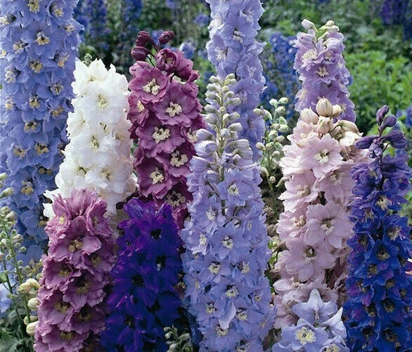 Delphinium Seeds - 25 Perennial Flower Seeds - Magic Fountain Mix - Colorful Garden Blooms - Delphinium elatum
