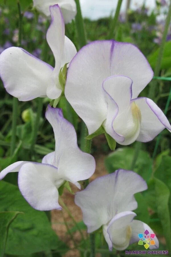 Romeo Sweet Pea Seeds - 50+ Pack, Climbing Vine, Fragrant Blooms, Lathyrus odoratus, Non-GMO, USA Grown