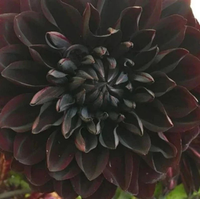 Perennial Dahlia Flower Seeds - 20PCS - Rare Colorful Variety - Dahlia pinnata Seeds for Garden Beds & Containers