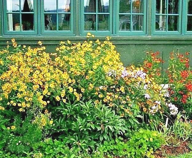 Autumn Sneezeweed Seeds - Perennial Wildflower for Summer Garden & Containers - Helenium autumnale - Native Pollinator Attracting Plant