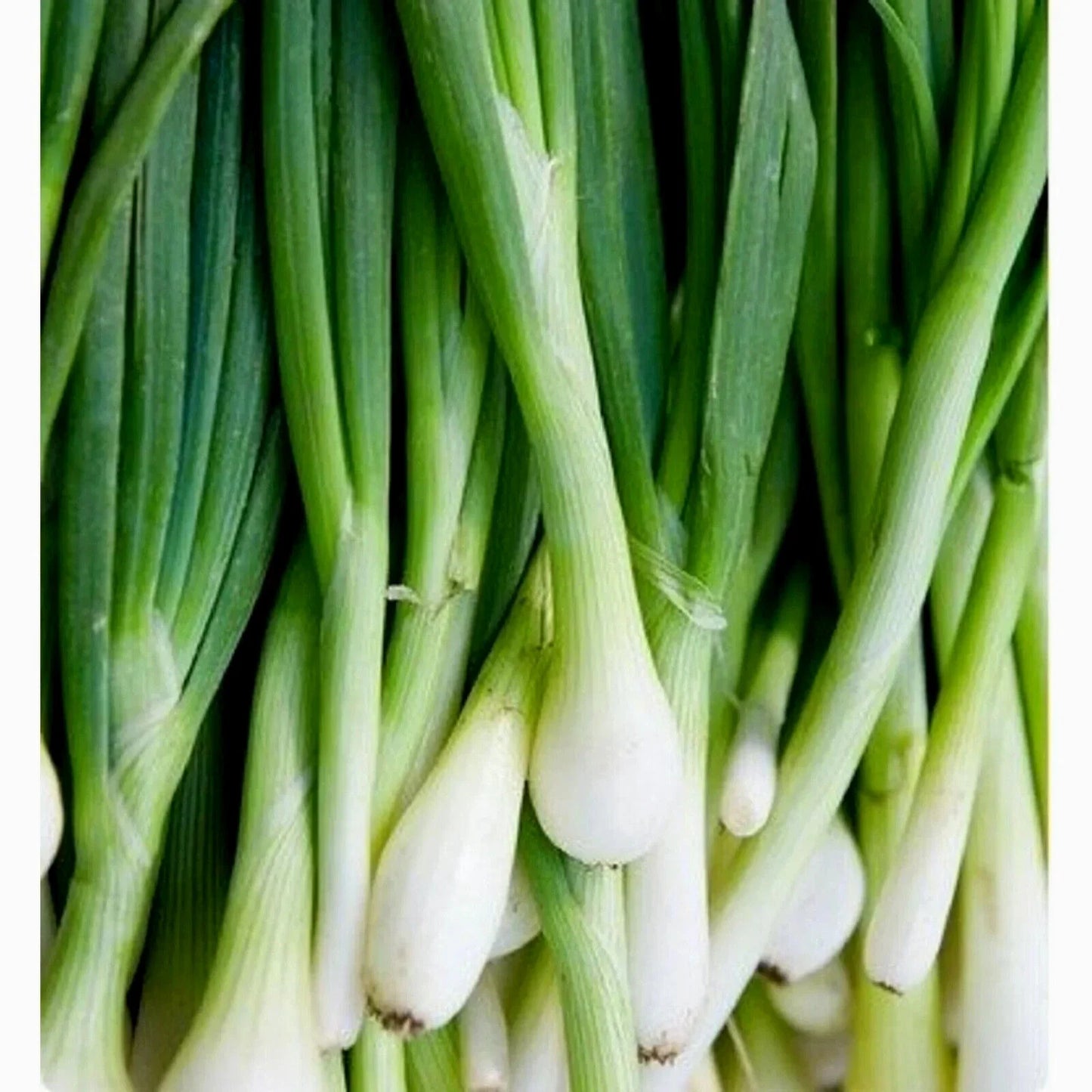 Tokyo Long Bunching Onion Seeds - Non-GMO Allium fistulosum for Home Gardening & Containers, 200+ Seeds