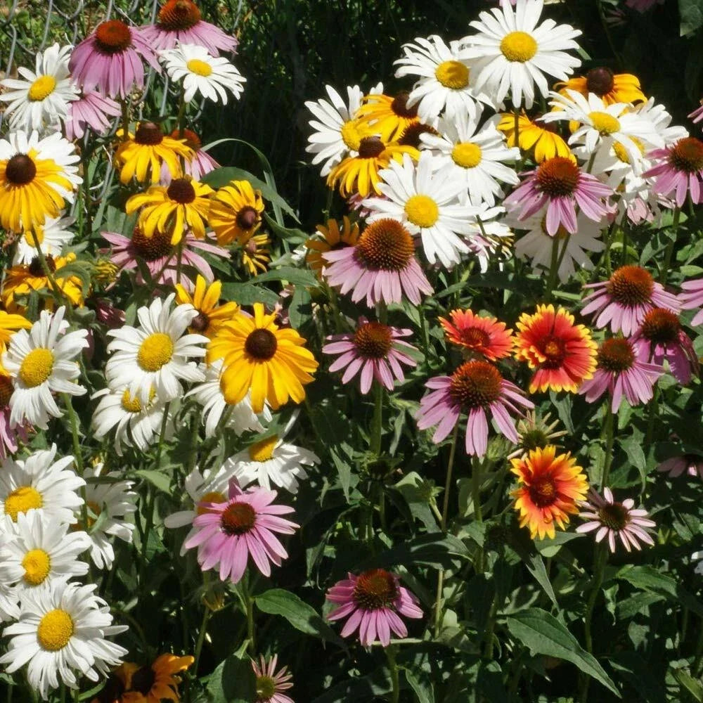 Perennial Wildflower Seed Mix 1 Ounce - 15 Native Species for Pollinators & Easy Garden Growth