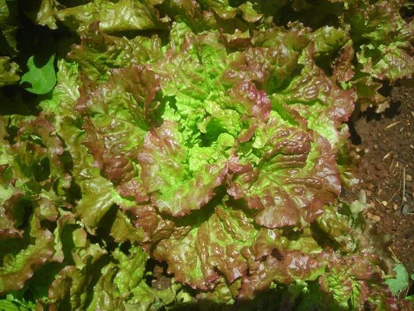 Loose Leaf Lettuce Seeds - Bulk 500-5000, Fast Growing 45 Days, Prizehead Lactuca sativa, Home & Garden Gardening