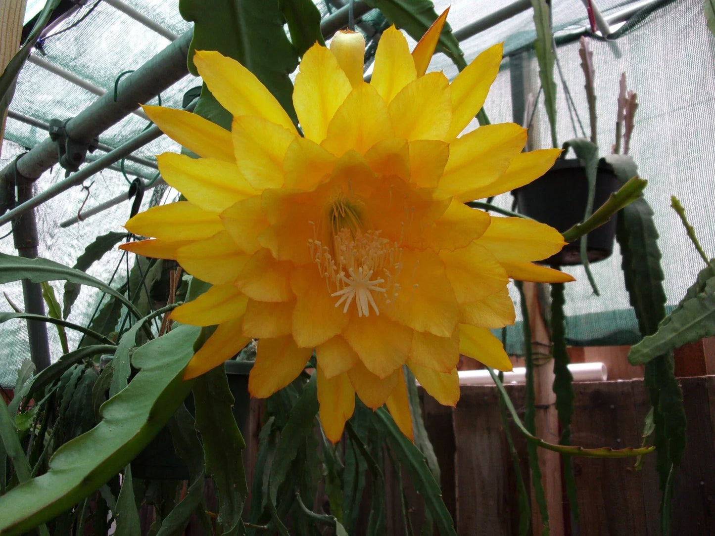 Epiphyllum Orchid Cactus Cutting Yellow Tang - Fragrant Indoor Succulent Plant