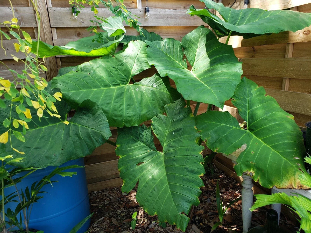 Giant Alocasia Plant 6" Taro Gigantea Elephant Ear Live Plant Tropical Foliage Borneo