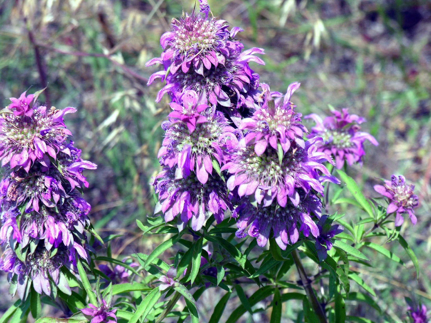 Beebalm Seeds - 1105 Lemon Bee Balm Flower Seeds - Monarda citriodora - GroCo USA