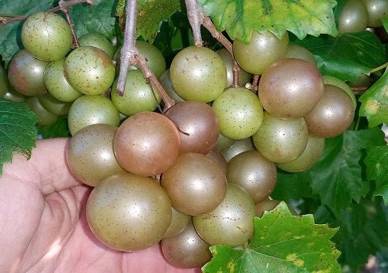 5 Bare-Root Muscadine Grape Vines Vitis rotundifolia Self-Fertile Zones 7-10 Climbing Vine