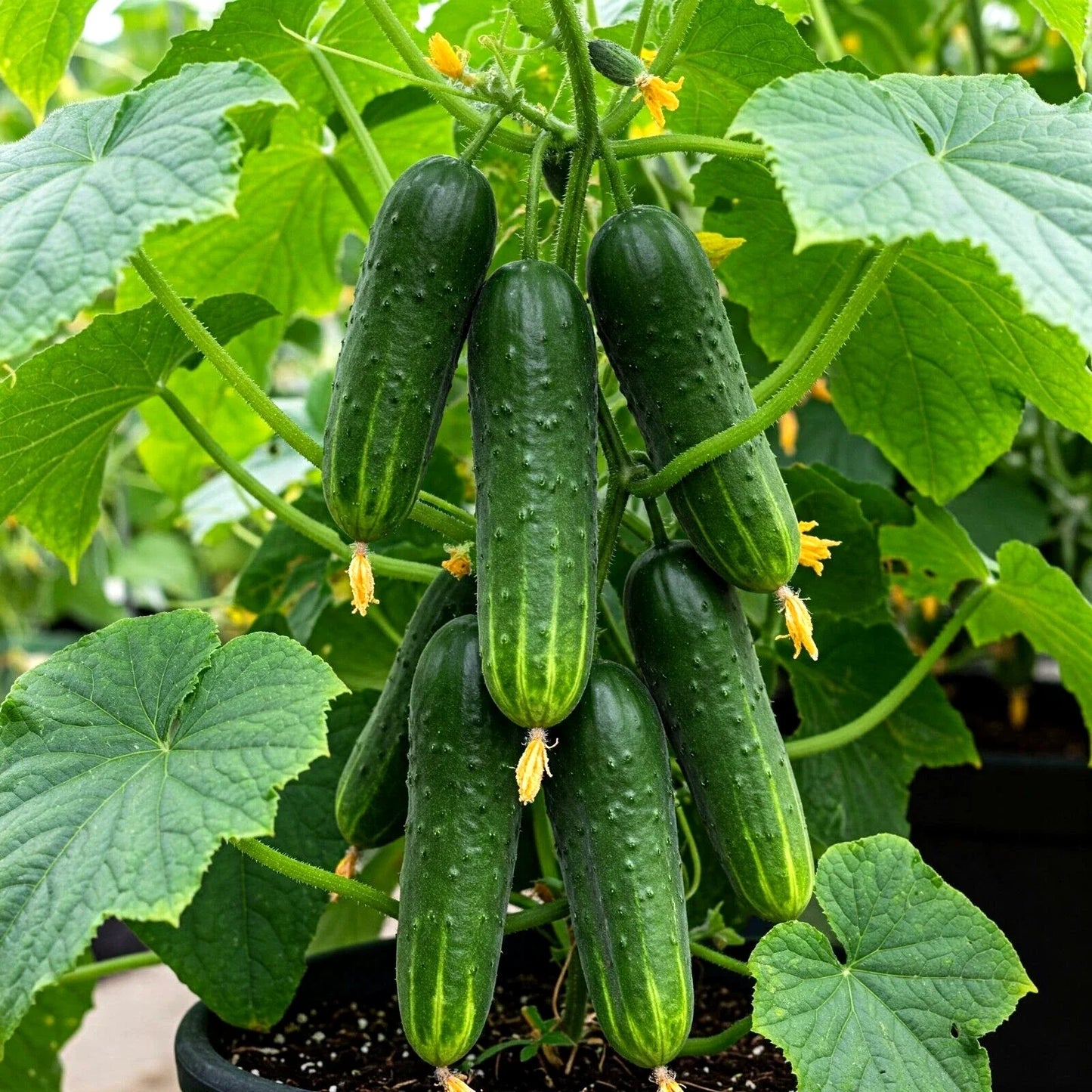 Cucumber Seeds 150 Count Straight Eight Heirloom Vegetable Seeds Cucumis sativus for Spring Garden