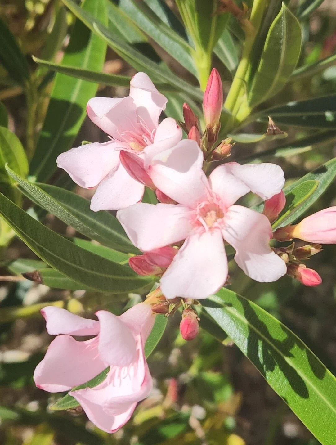 Pink Oleander Seeds - Nerium Oleander - Exotic Garden Tree - 60 Seeds for Landscape and Garden Use