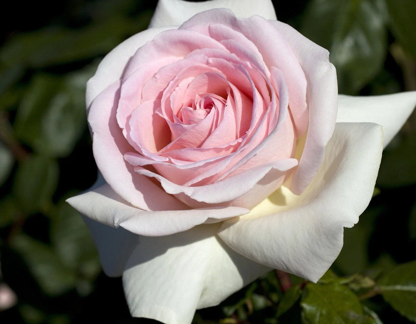 Francis Meilland Rose Plant Cuttings – 3 Unrooted 6-Inch Rosa 'Francis Meilland' Garden Propagation