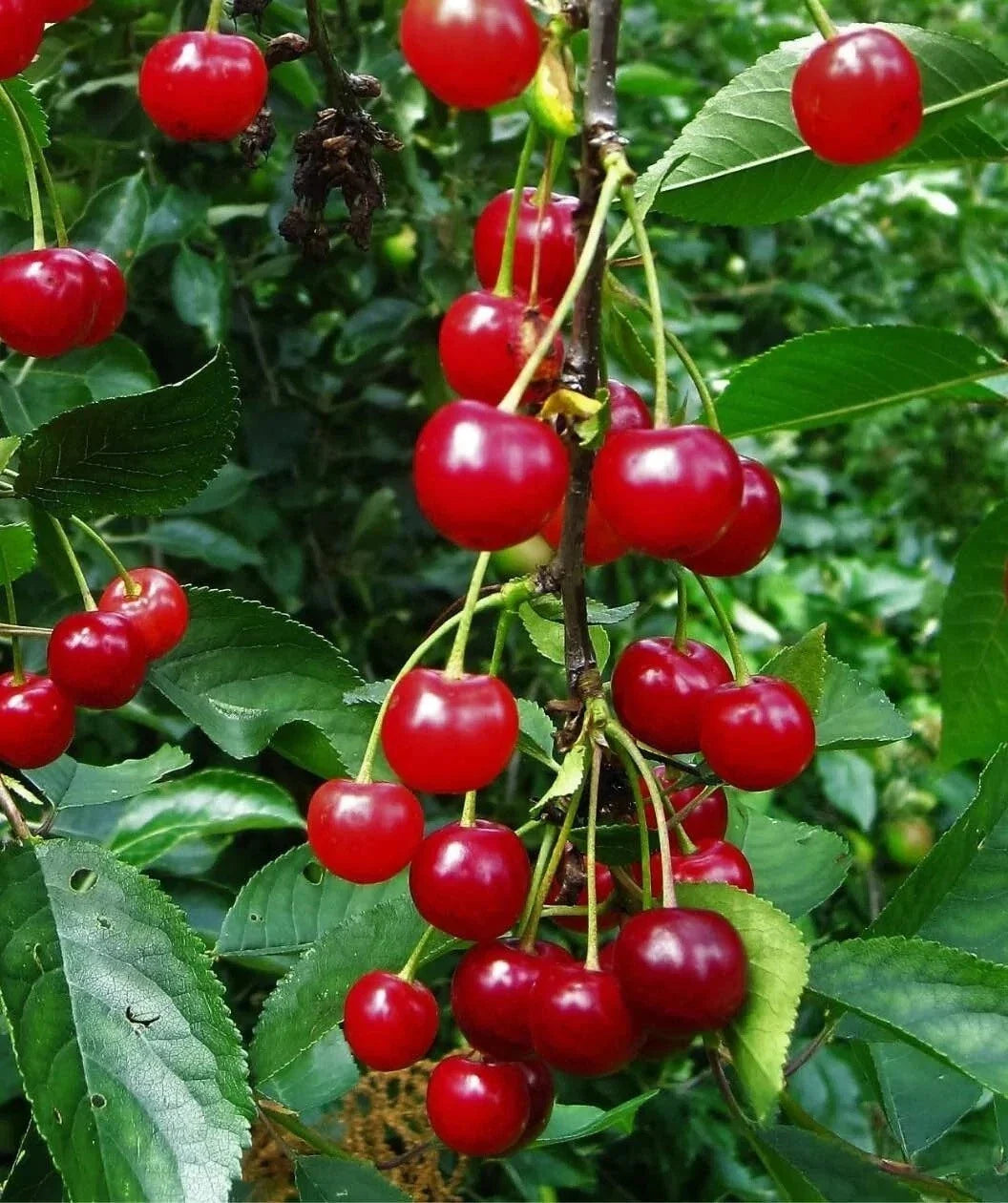 Montmorency Sour Cherry Tree Seeds - 10 Non-GMO Tart Fruit Seeds - Prunus cerasus - Bright Red Cherries