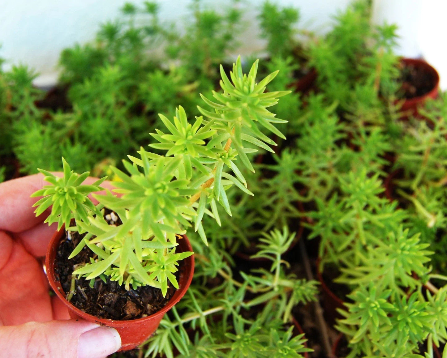 Sedum Rupestre Angelina - Drought Tolerant Trailing Ground Cover with Yellow Foliage