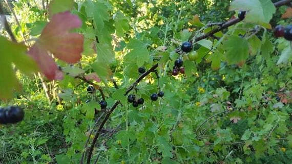 Jostaberry Orus 8 Live Plant - Ribes nidigrolaria Hybrid Bush for Zones 3-8