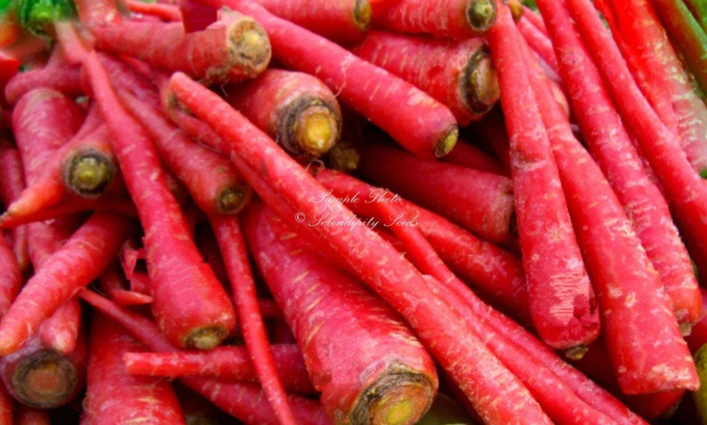Organic Atomic Red Carrot Seeds - Heirloom Daucus carota for Container Gardening, Non-GMO, 200+ Seeds