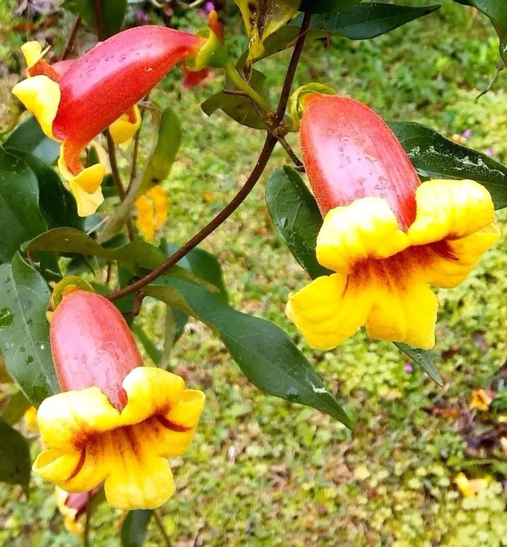 Tangerine Beauty Cross Vine Starter Plant, Climbing Vine with Yellow Orange Flowers, Bignonia capreolata, Hummingbird & Butterfly Attractant