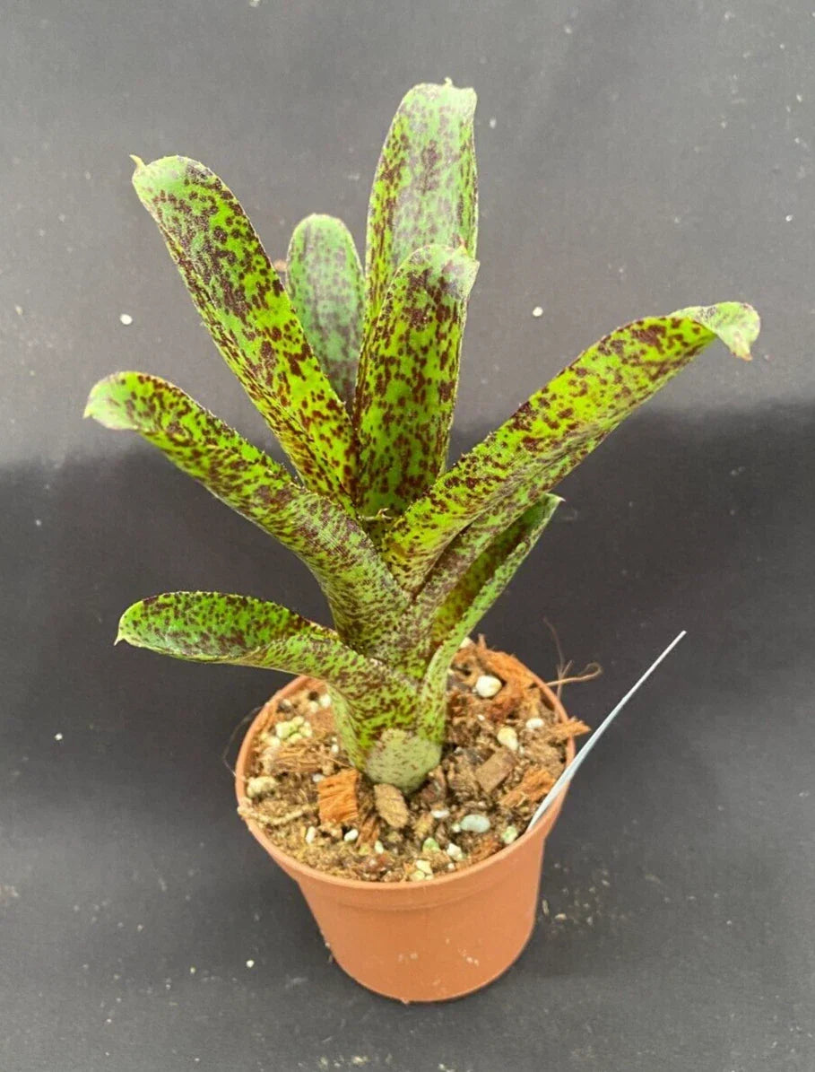Neoregelia Mo Peppa Please Bromeliad - Small Rooted Plant in 3" Pot, Compact Tropical Indoor Plant