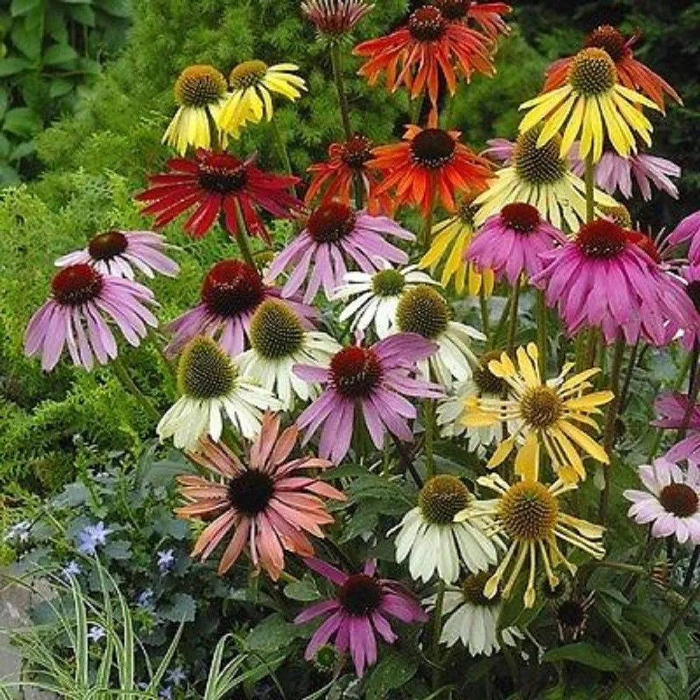 50 Coneflower Seeds - Echinacea Perennial Flowers Lustre Mix - USA Grown