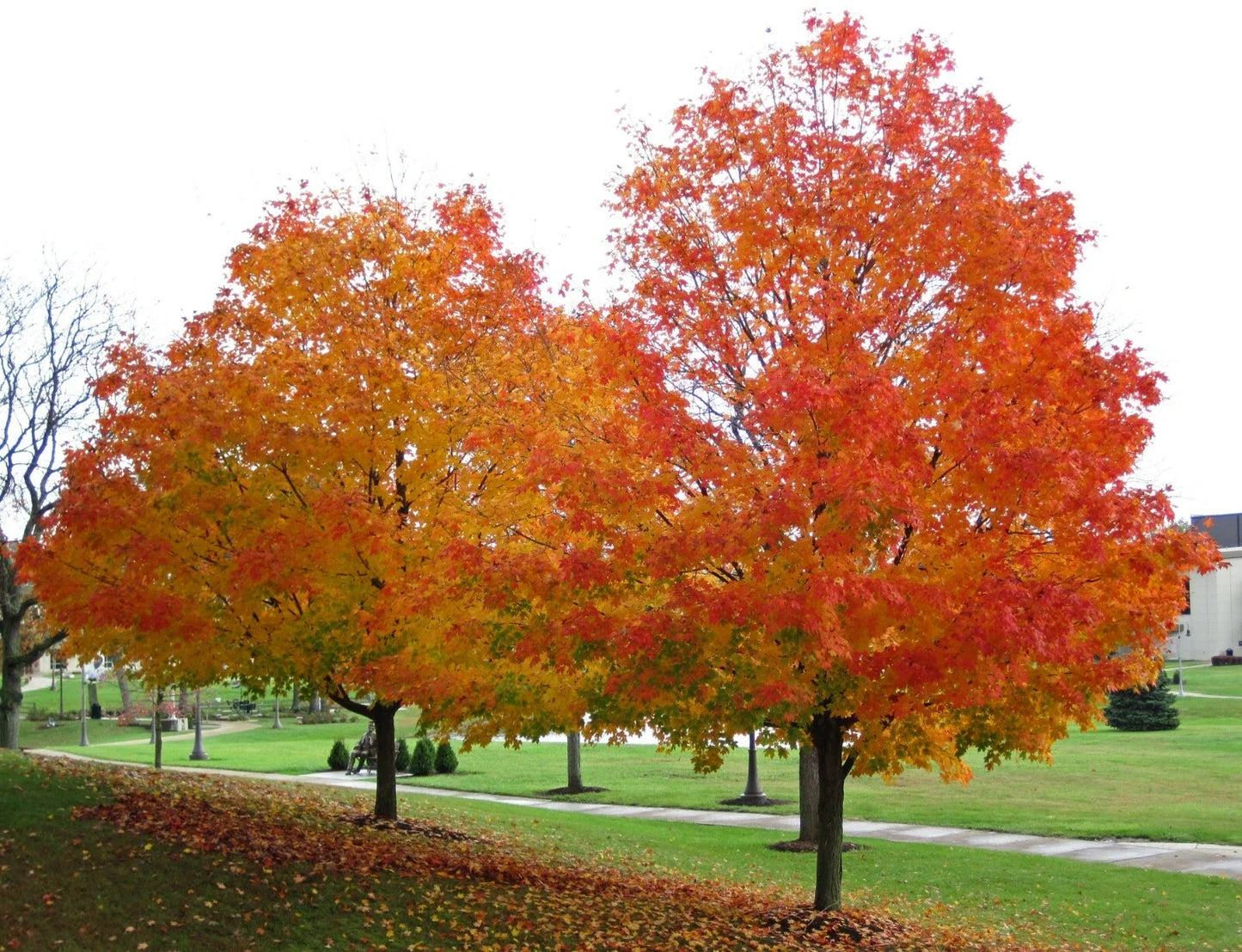 Sugar Maple Seeds - 20 Count Acer saccharum Southern for Planting, Fall Foliage, Landscaping, Deciduous Tree
