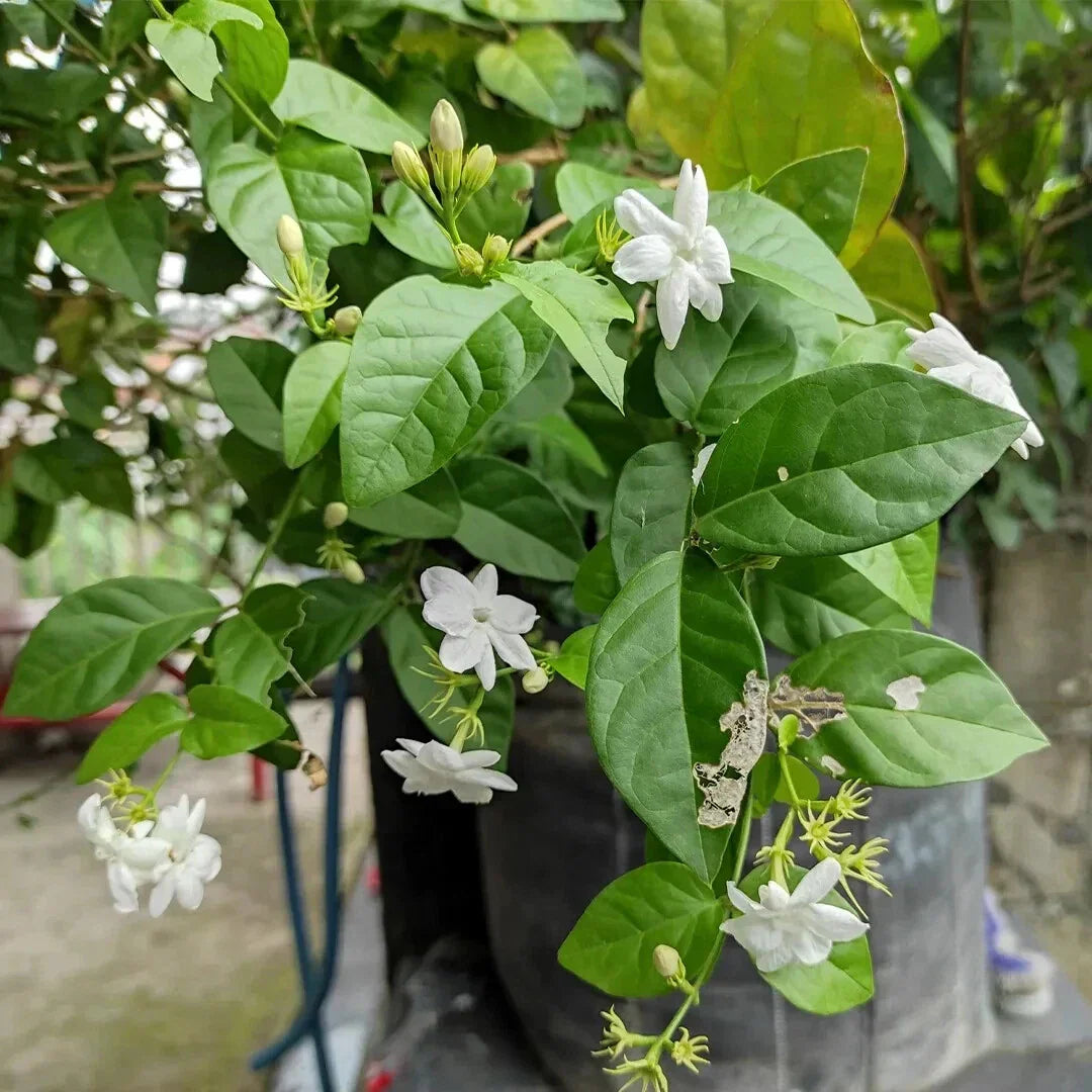 Arabian Jasmine Live Plant 15” Tall Starter in 2.25” Pot - Jasminum sambac Fragrant Indoor/Outdoor Houseplant