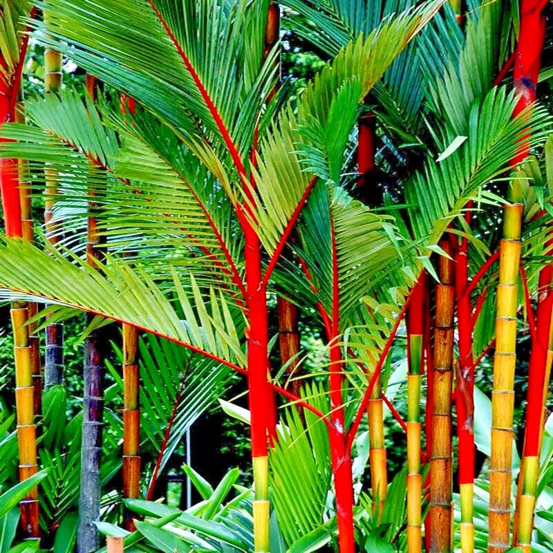 Red Sealing Wax Tree Seeds - Lipstick Palm (Cyrtostachys renda) Rare Indoor Plant